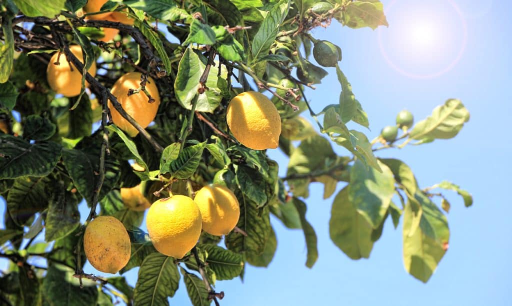 Первый в России завод по производству лимонной кислоты построят в Краснодарском крае