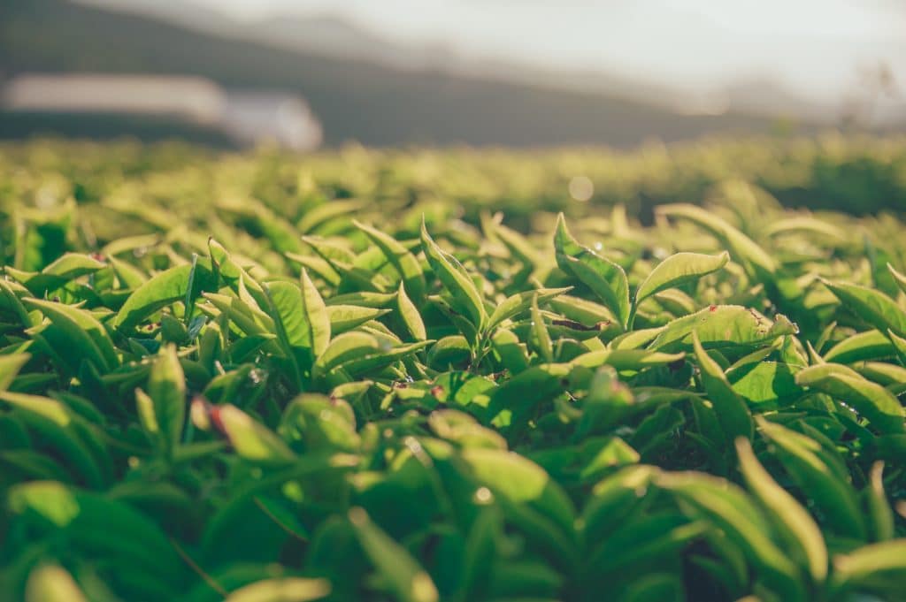 Объем производства чайного листа в Краснодарском крае вырос на 15%