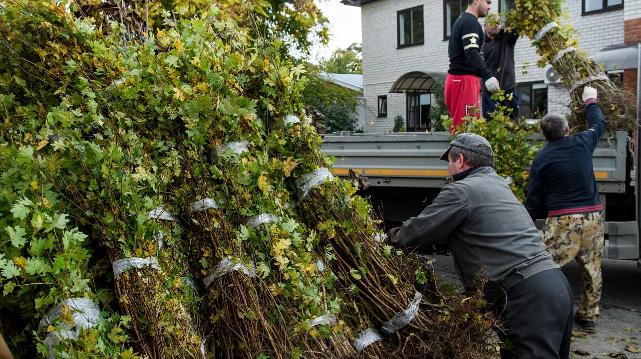 Около 8 тыс. саженцев уже раздали в рамках осеннего этапа акции «Краснодар – 10 тысяч деревьев»