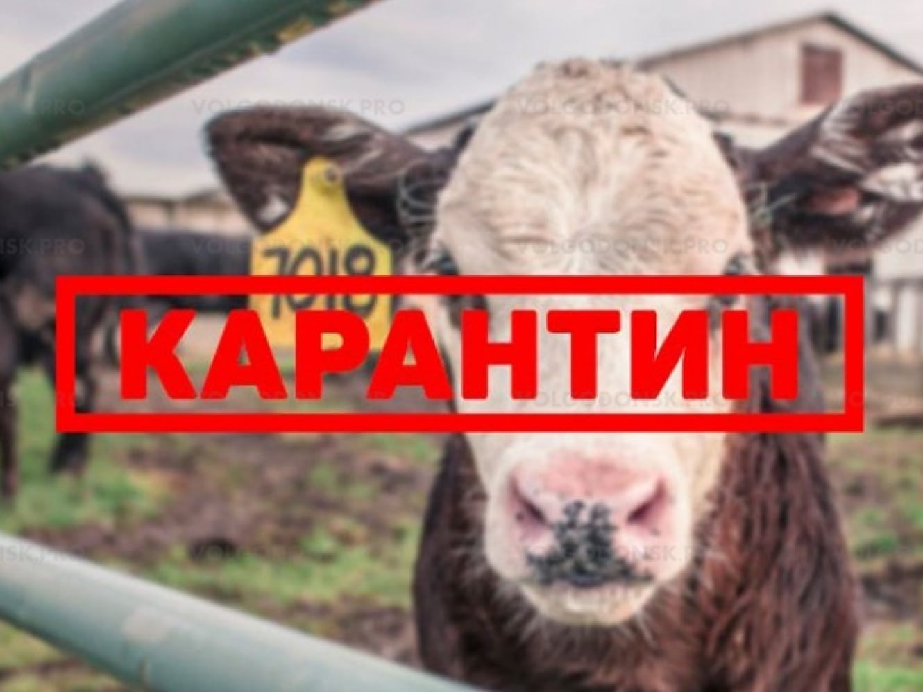 В Краснодарском крае введен карантин для крупного рогатого скота