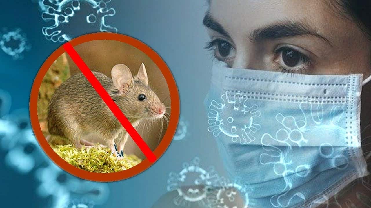 В Краснодарском крае выявлены случаи мышиной лихорадки