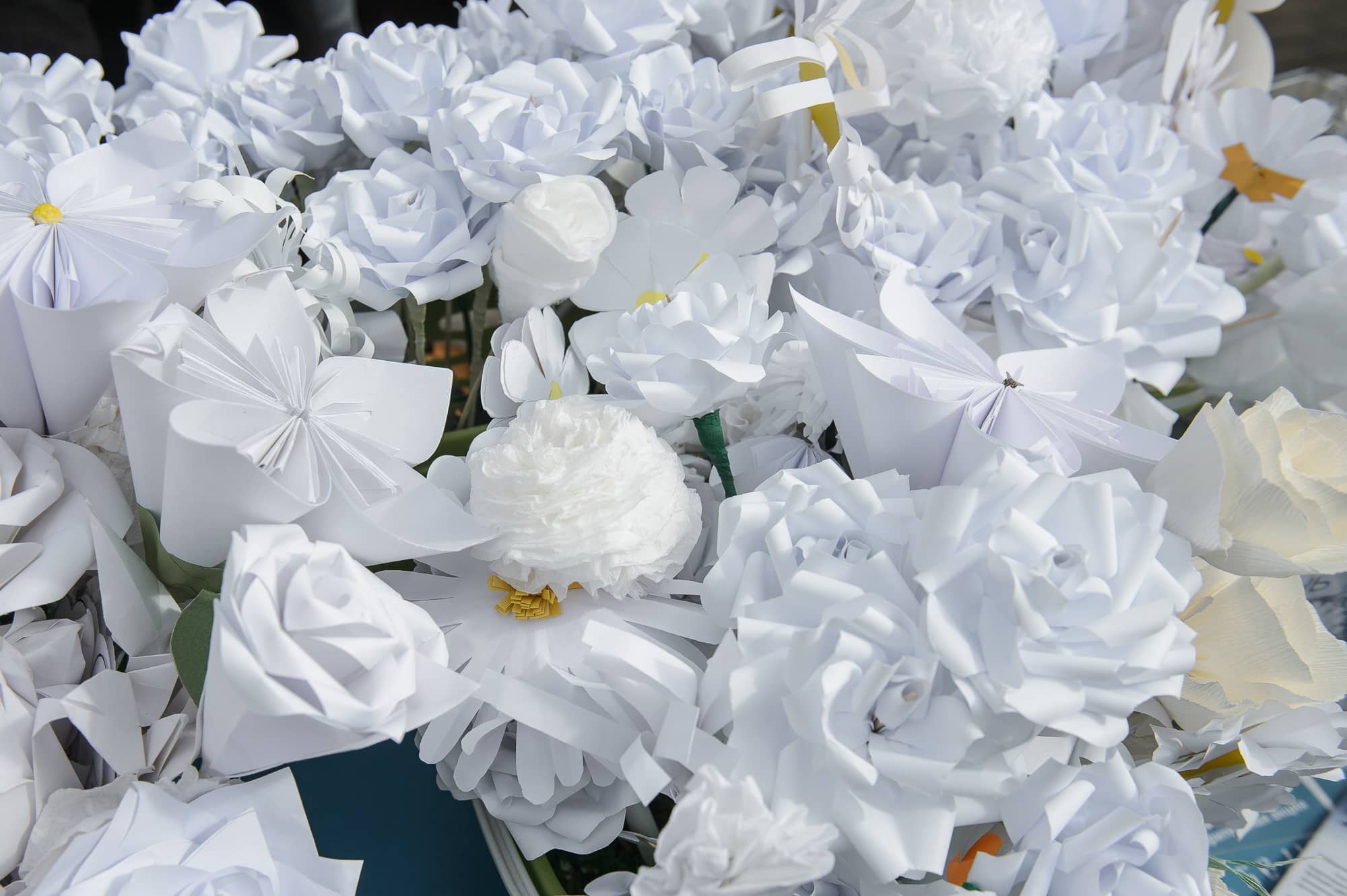 В Краснодарском крае состоится акция «Белый Цветок»
